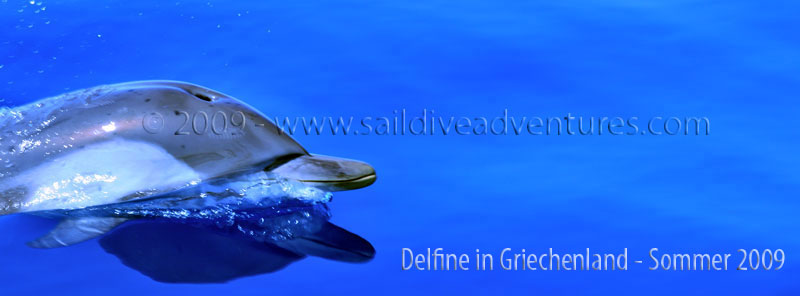 Delfine - Dr. Theodor Yemenis - Sail and Dive Adventures