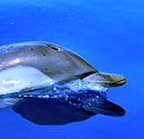 Delfine - Segeln und Tauchen